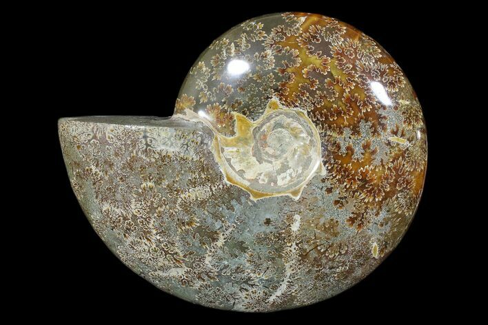 Polished Ammonite Fossil - Madagascar #173167